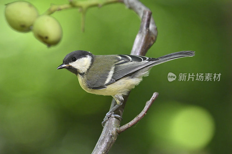 小山雀(Parus major)